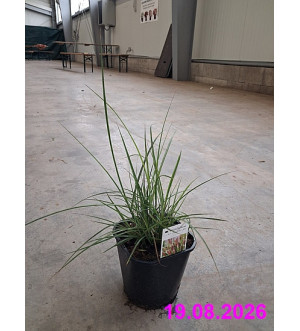 Pennisetum alop. 'Red Head' C 2 L